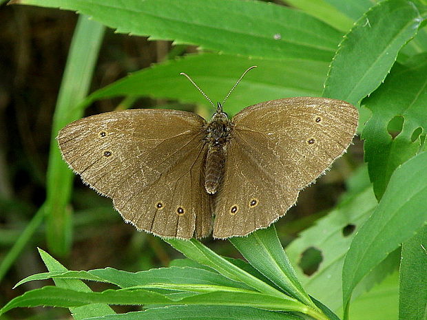 očkáň obyčajný  Aphantopus hyperantus  Linnaeus, 1758