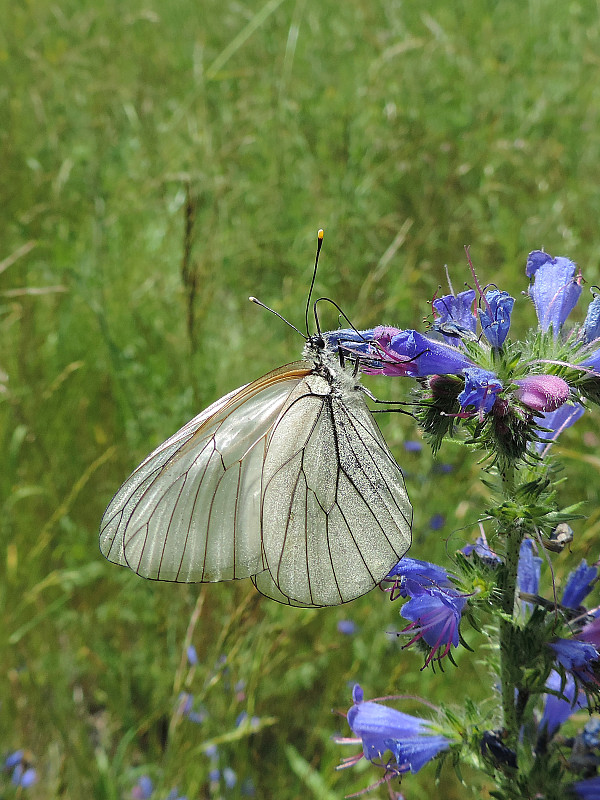 mlynárik ovocný / bělásek ovocný Aporia crataegi Linnaeus, 1758