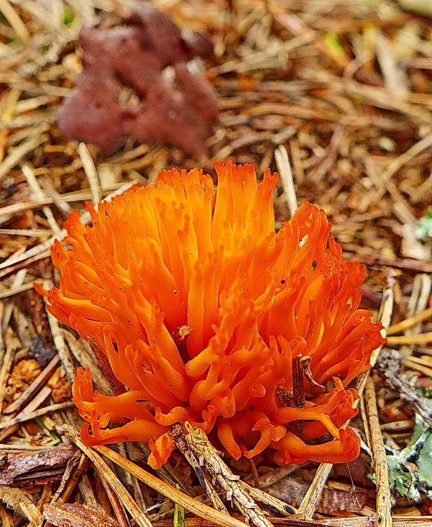 parôžkovec lepkavý Calocera viscosa (Pers.) Fr.