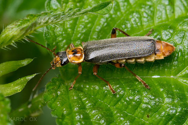 snehuľčík Cantharis nigricans