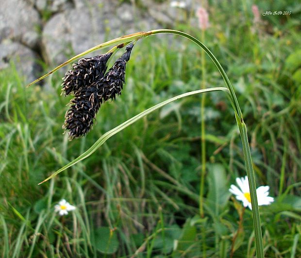 ostrica najtmavšia Carex aterrima Hoppe