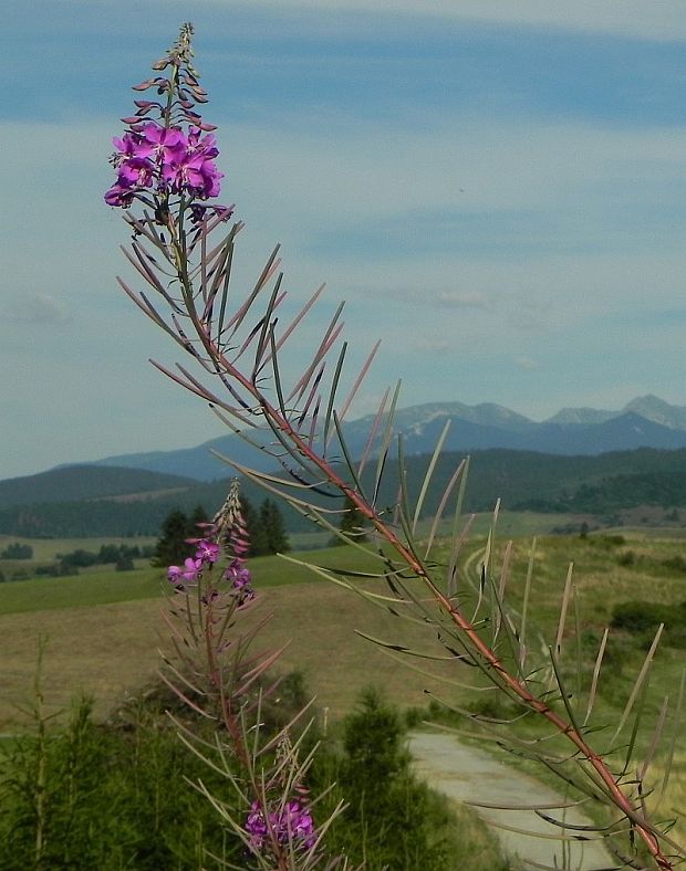 kyprina úzkolistá Chamerion angustifolium (L.) Holub