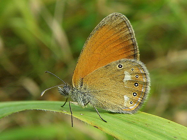 očkáň traslicový Coenonympha glycerion