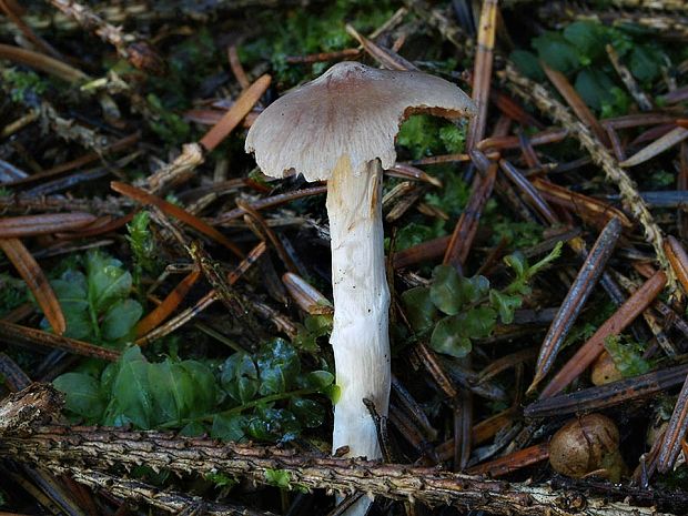 pavučinovec nízky Cortinarius hemitrichus f. improcerus J. Favre