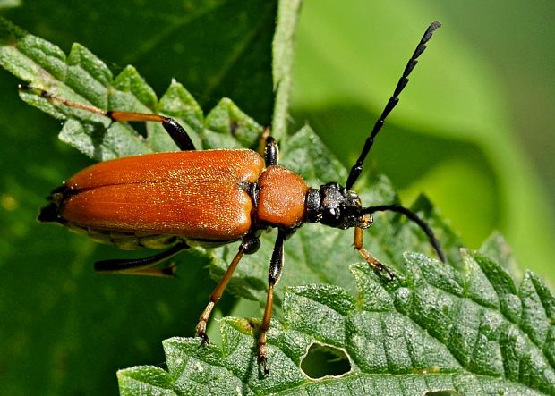 fuzáč obyčajný Corymbia rubra ♀