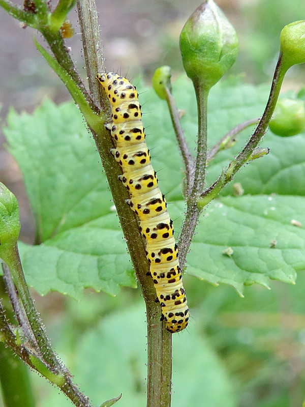 mora krtičníková / kukléřka krtičníková Cucullia scrophulariae Denis & Schiffermüller, 1775