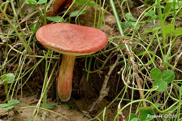 suchohríb karmínový Hortiboletus rubellus (Krombh.) Simonini, Vizzini & Gelardi