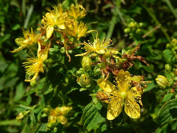 ľubovník bodkovaný Hypericum perforatum L.