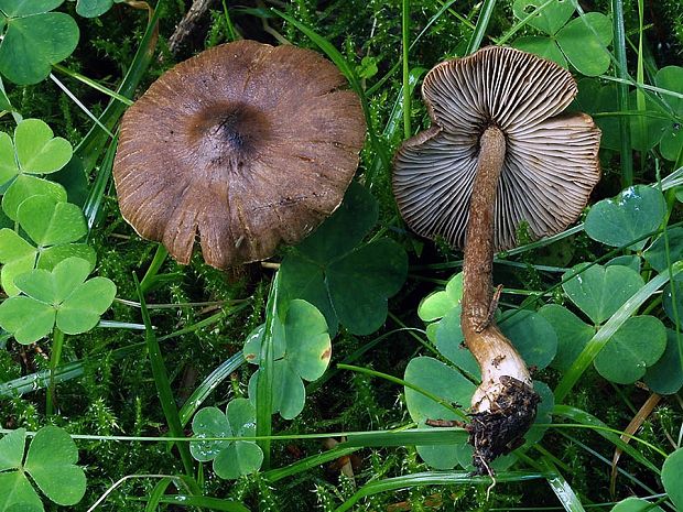 vláknica končistá Inocybe napipes J.E. Lange