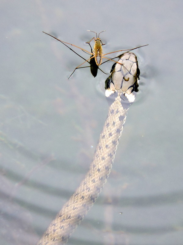 užovka obojková Natrix natrix