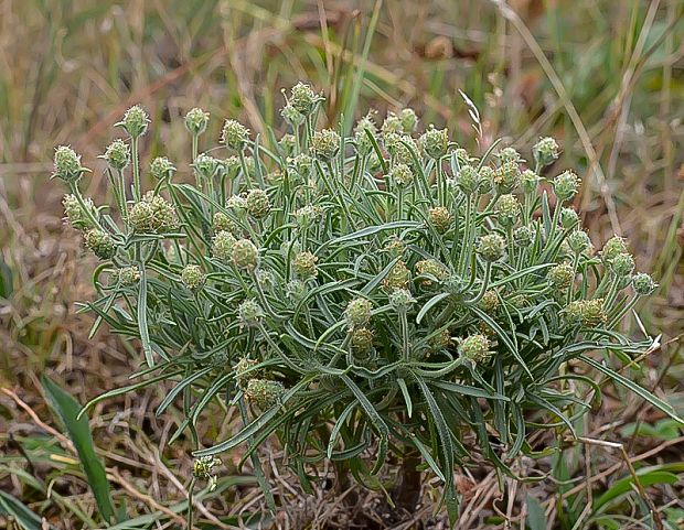 skorocelovec piesočný Psyllium arenarium (Waldst. et Kit.) Mirb.