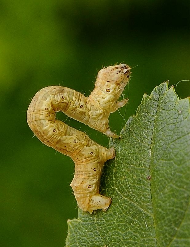 kôrovka orlíčková cf. Ectropis crepuscularia