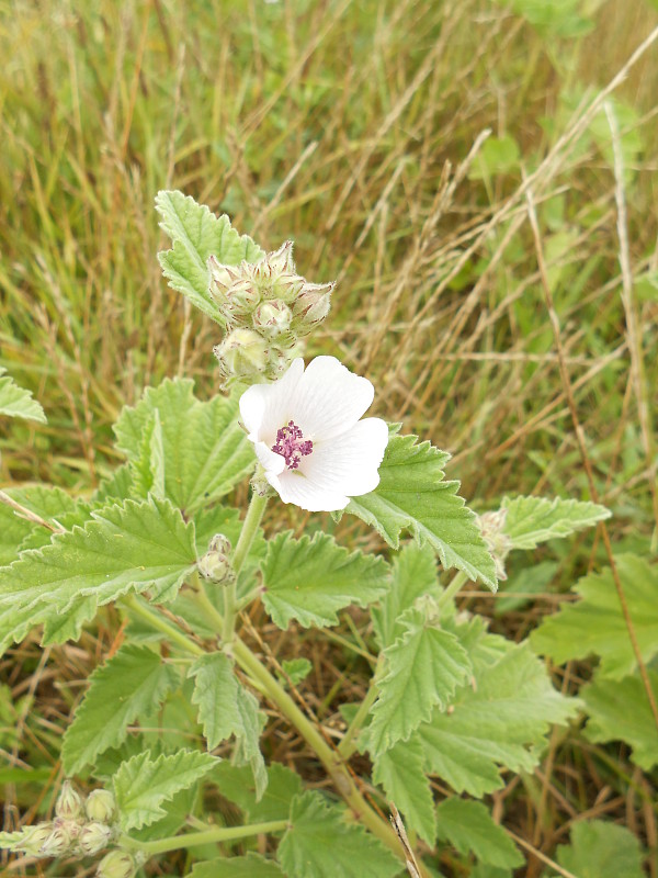 ibiš lekársky Althaea officinalis L.