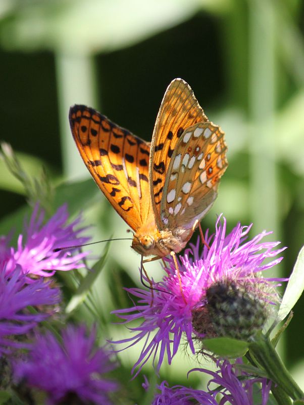 perlovec fialkový Argynnis adippe