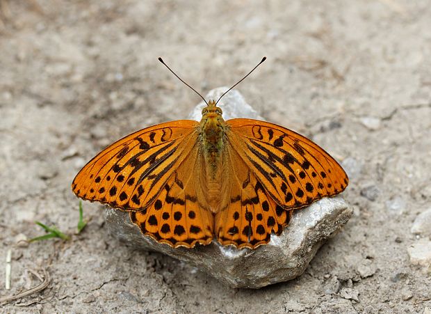 perlovec striebristopásy Argynnis paphia