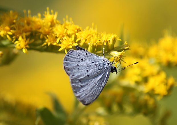 modráčik krušinový  Celastrina argiolus