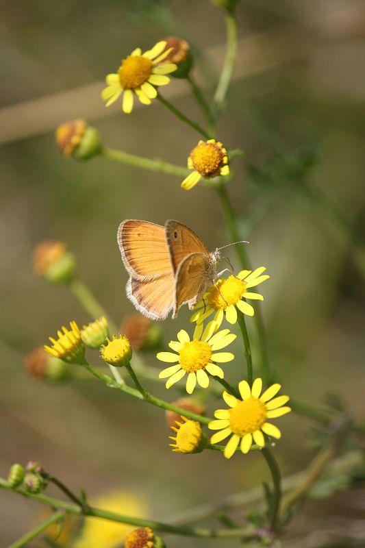 očkáň pohánkový Coenonympha pamphilus