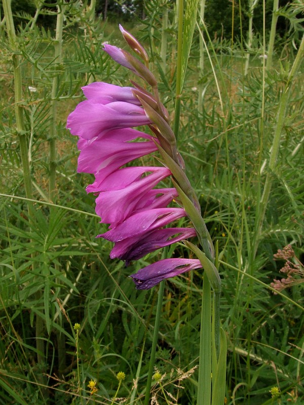 mečík škridlicovitý Gladiolus imbricatus L.