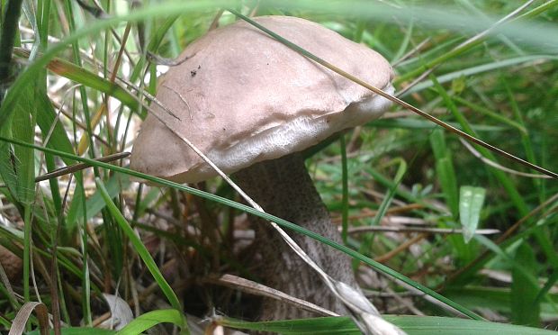 kozák brezový Leccinum scabrum (Bull.) Gray