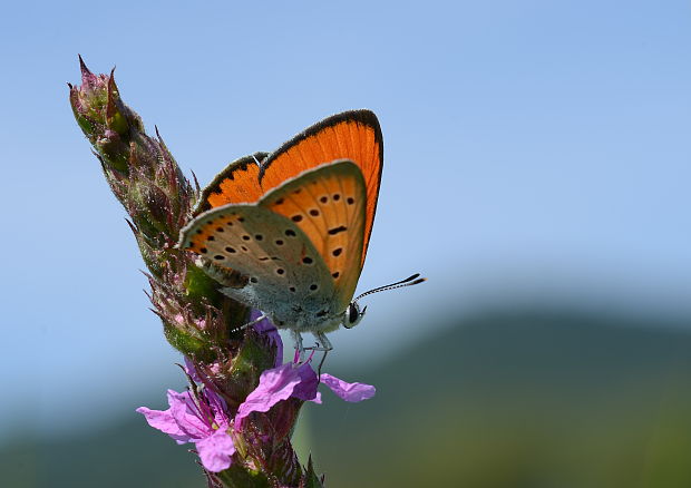 ohniváčik veľký Lycaena dispar