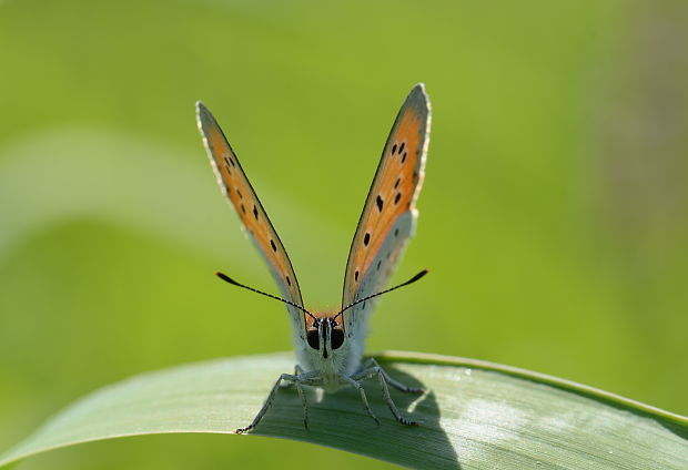 ohniváčik veľký Lycaena dispar