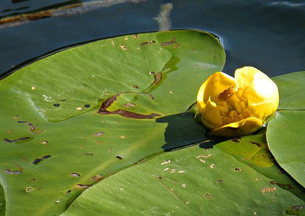 leknica žltá Nuphar lutea (L.) Sm.