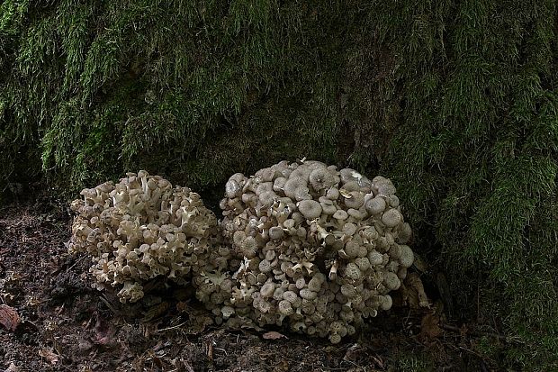 trúdnik klobúčkatý Polyporus umbellatus (Pers.) Fr.