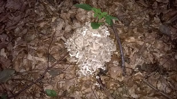 trúdnik klobúčkatý Polyporus umbellatus (Pers.) Fr.