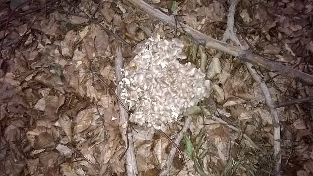 trúdnik klobúčkatý Polyporus umbellatus (Pers.) Fr.