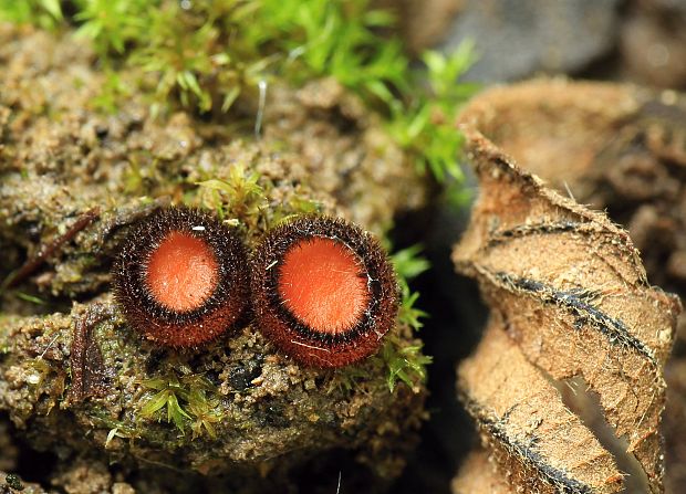 štítovnička Scutellinia sp.