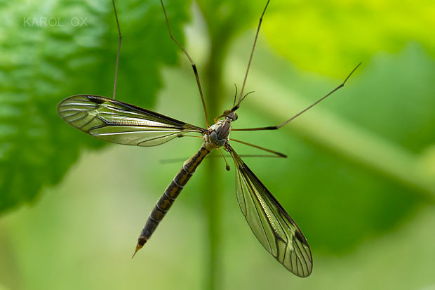 tipuľa potočná Tipula lateralis