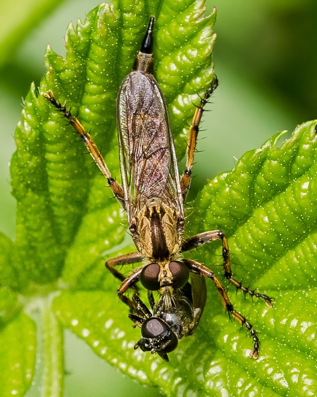 muchárka Tolmerus cingulatus ♀