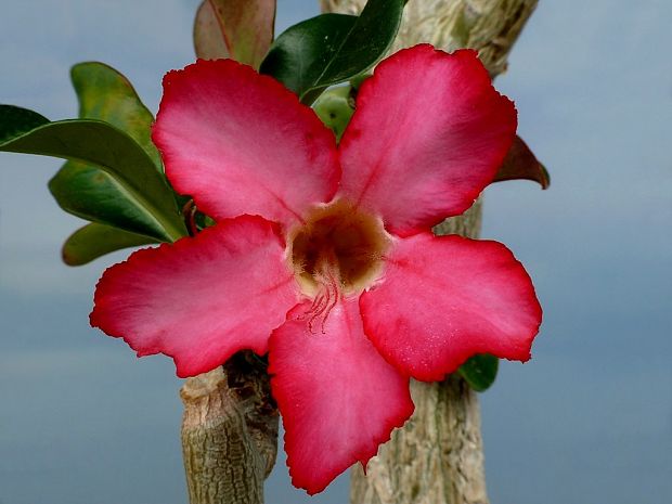 adénium Adenium obesum (Forssk.) Roem. & Schult.