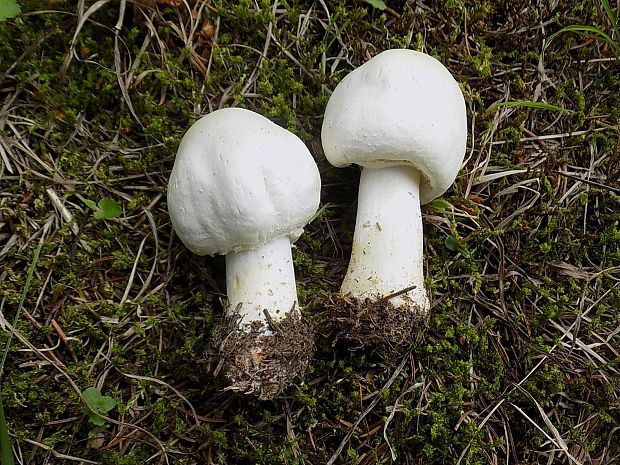 pečiarka páchnuca Agaricus xanthodermus Genev.