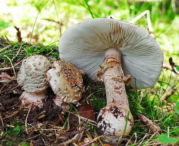 muchotrávka červenkastá Amanita rubescens Pers.