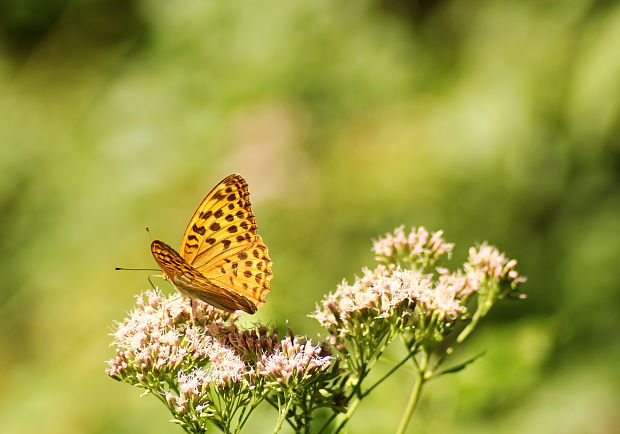 perlovec striebristopásy Argynnis paphia