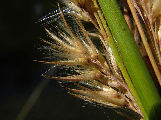 smlz patrsťový Calamagrostis pseudophragmites (Haller f.) Koeler