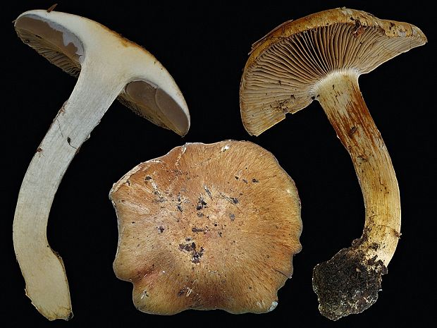 pavučinovec červenkastoplachtičkový Cortinarius subrubrovelatus (Bidaud) Kytöv., Liimat., Niskanen & Dima