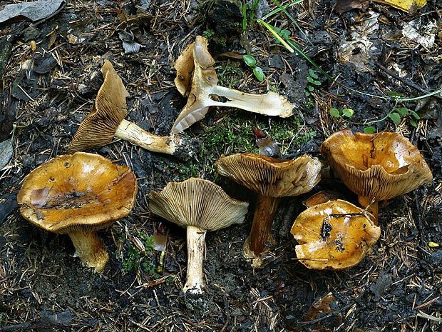 pavučinovec červenkastoplachtičkový Cortinarius subrubrovelatus (Bidaud) Kytöv., Liimat., Niskanen & Dima