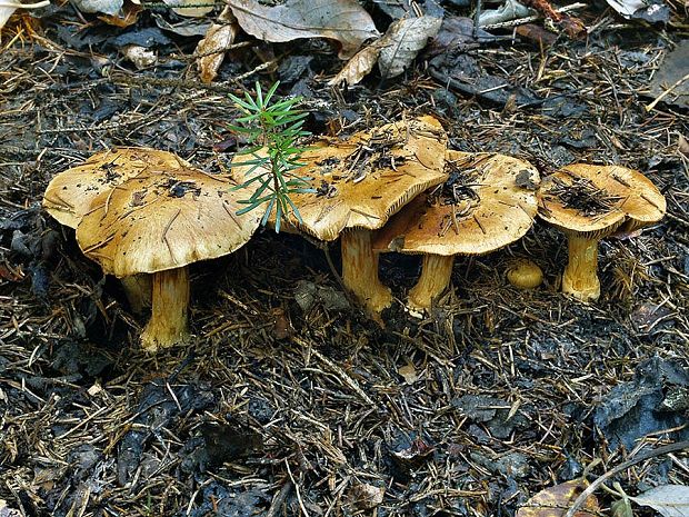 pavučinovec červenkastoplachtičkový Cortinarius subrubrovelatus (Bidaud) Kytöv., Liimat., Niskanen & Dima