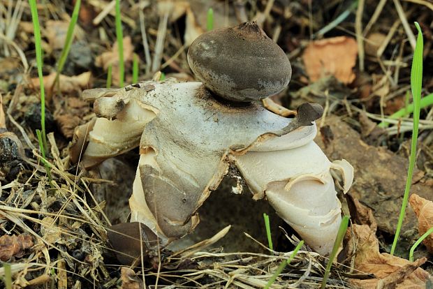 hviezdovka klenbová Geastrum fornicatum (Huds.) Hook.