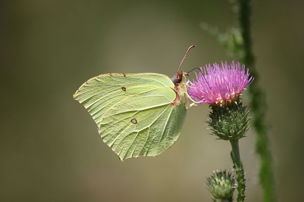 žltáčik rešetliakový  Gonepteryx rhamni