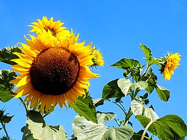 slnečnica. Helianthus annuus L.