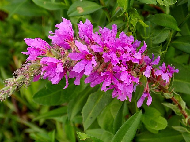 vrbica vŕbolistá Lythrum salicaria L.