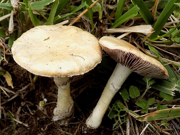 drobuľka Psathyrella sp.