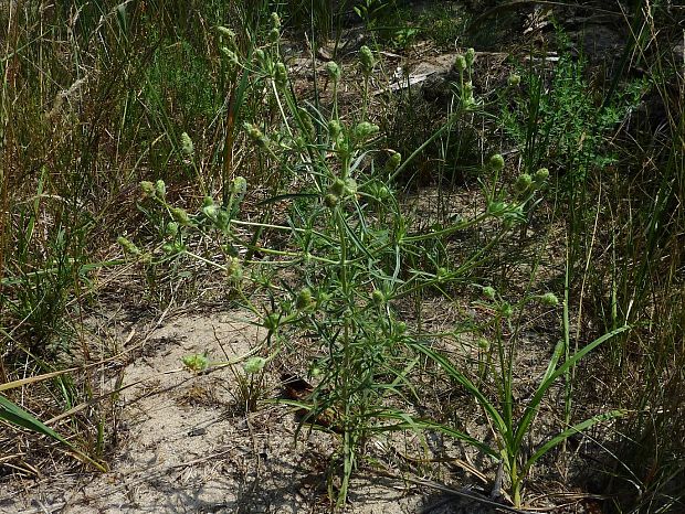 skorocelovec piesočný Psyllium arenarium (Waldst. et Kit.) Mirb.