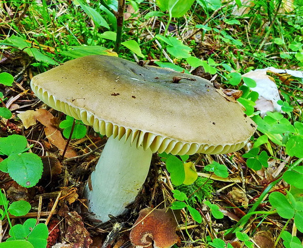 plávka Russula sp.