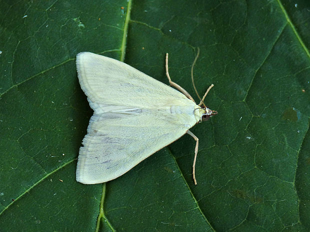 vijačka zelenkavá Sitochroa palealis