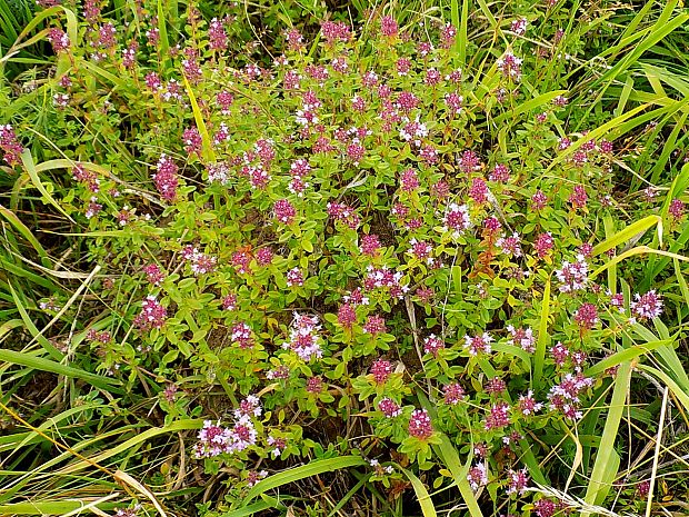 dúška Thymus sp.