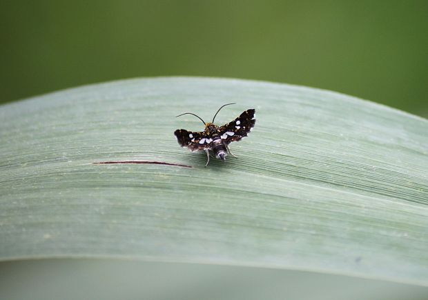 oknáčik plamienkový Thyris fenestrella